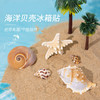 【夏日海洋·真贝壳冰箱贴】海螺贝壳五角海星冰箱贴磁性贴 商品缩略图0