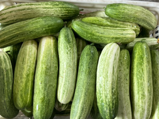 北山水果黄瓜 商品图0