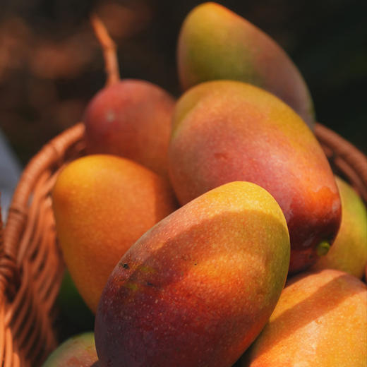 云南太阳蜜芒（芒果） 商品图5