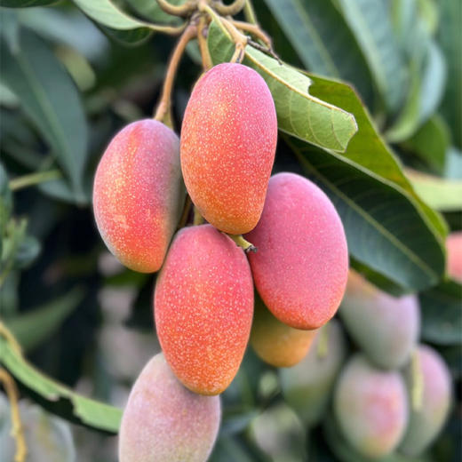 云南太阳蜜芒（芒果） 商品图8