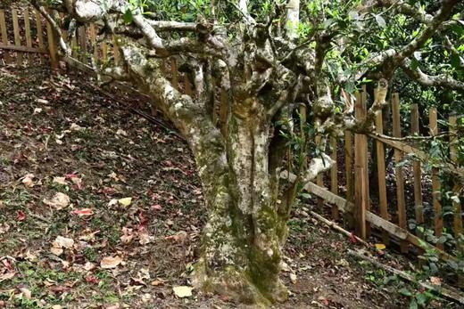 南糥茶王·最大树｜2026年头春头采，稀有珍品古树纯料青饼 商品图1