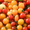 多彩番茄1.2kg 商品缩略图2