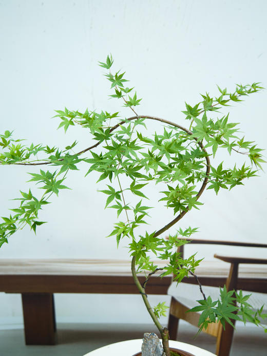 红盆流泉枫 商品图2