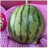 糖丸小西瓜（约3-3.5斤） /个 商品缩略图3