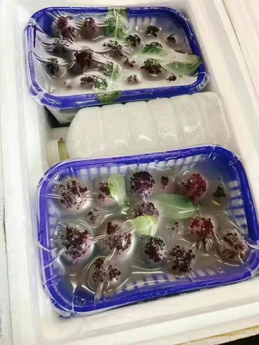 空运真空杨梅，肉厚娇嫩纯甜爽口，入口的瞬间有种全身毛孔大开的舒爽的感觉～一口爆汁！ 商品图1