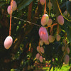 云南太阳蜜芒（芒果） 商品缩略图4