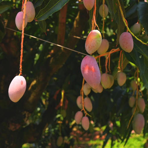 云南太阳蜜芒（芒果） 商品图4