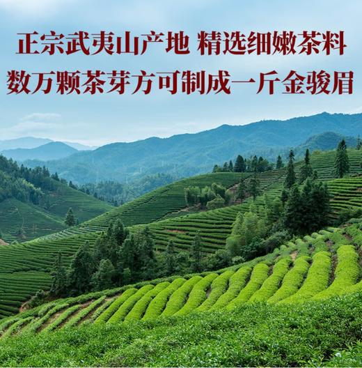 八马茶业·鼎红·金骏眉尊享装 商品图2