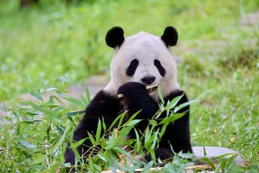 西安-秦岭博物5天4晚独立营（2025夏令营） 商品图3