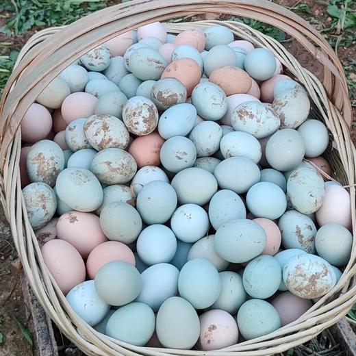 顺楠农场贵阳息烽农家散养土鸡蛋整箱正宗新鲜健康土鸡蛋30枚/50枚大中小混装 商品图4