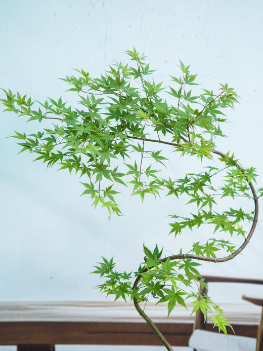 白盆流泉枫1 商品图1