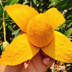 【云南椰香芒】需催熟 放软吃 香甜多汁 果肉滑嫩 独特的椰奶香气 奶香软糯 味美香甜 多种规格任选