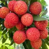 【快递】桂味荔枝 5斤/10斤 商品缩略图3