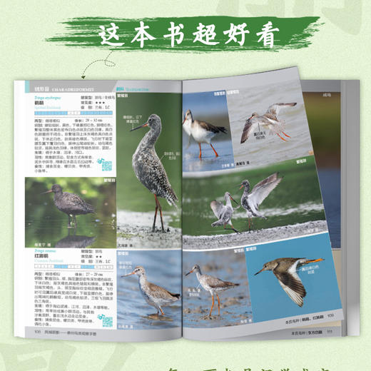 《凤城丽影——泰州鸟类观察手册》-分销 商品图2