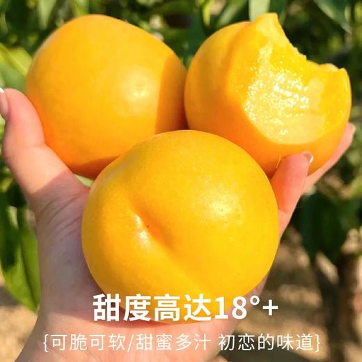 【蒙阴黄金油桃】京东到家 皮薄肉厚 桃香四溢 果香浓郁 唇齿留香 2种规格任选 商品图0