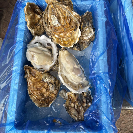 正宗乳山生蚝 商品图7