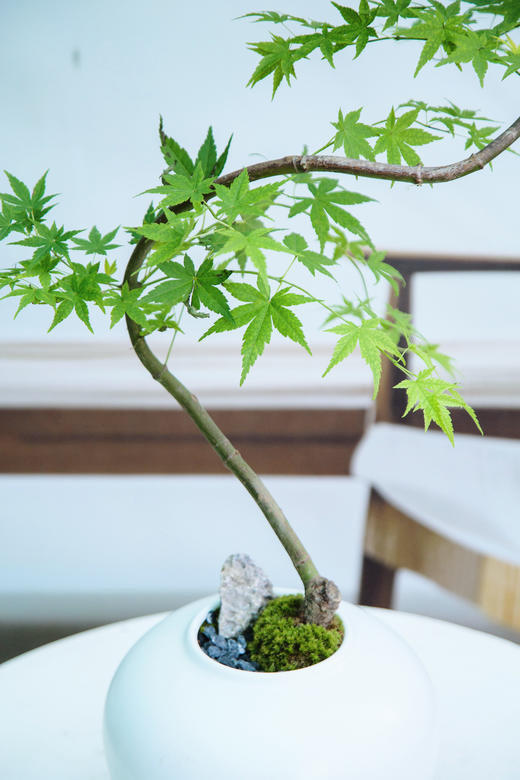 白盆流泉枫1 商品图2