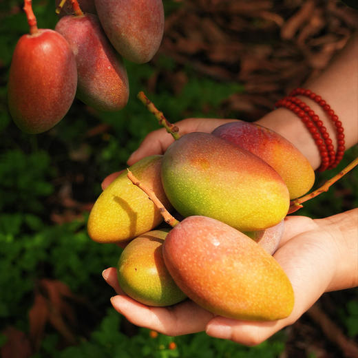 云南太阳蜜芒（芒果） 商品图6