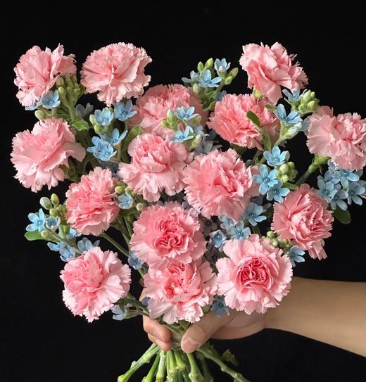 【予你】粉色康乃馨15支+蓝星花5支 商品图0