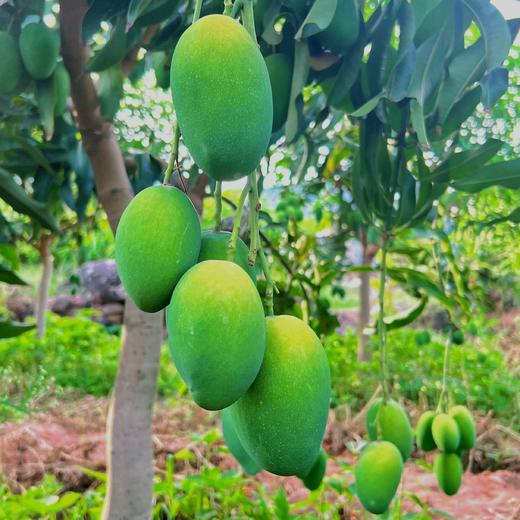 【云南椰香芒】需催熟 放软吃 香甜多汁 果肉滑嫩 独特的椰奶香气 奶香软糯 味美香甜 多种规格任选 商品图3