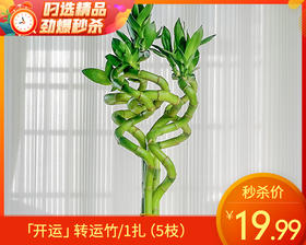 「开运」转运竹/1扎（5枝）