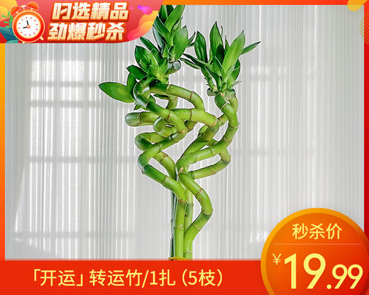 「开运」转运竹/1扎（5枝） 商品图0