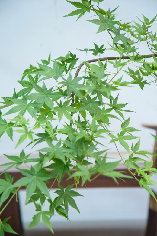 白盆流泉枫 商品图1