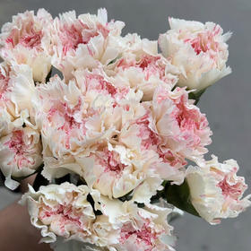 康乃馨.樱桃尤香