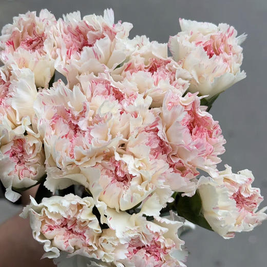 康乃馨.樱桃尤香 商品图0