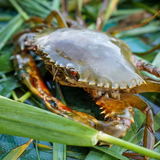 📣【活蟹现货🦀生鲜精选】🦀蟹中爱马仕 | 蟹太太黄油蟹 每一只蟹太太黄油蟹都来自“中国黄油蟹之乡”广州南沙养殖场 天然有机养殖， 膏满油滑，入口即化，蟹膏丰富，油脂饱满，口感滑嫩😋一口沦陷😍 商品图4