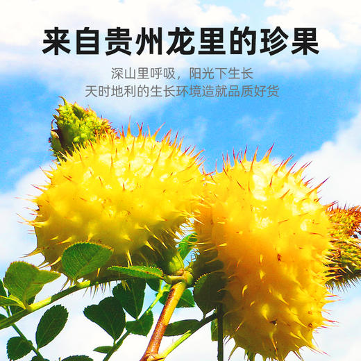 杞里香250g白色圆罐刺梨干 核心产区 天然VC宝库 泡水喝  酸甜爽口   商品图2