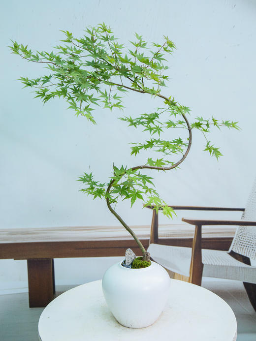 白盆流泉枫1 商品图0