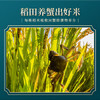 盘锦大米东北大米蟹田大米 珍珠米20斤真空锁鲜 /粮油调味 /米 /珍珠米 商品缩略图1
