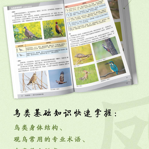 《凤城丽影——泰州鸟类观察手册》-分销 商品图1
