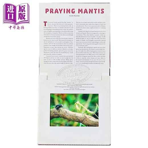 【中商原版】光与影视觉书 会动的3D图片书 3D立体绘本 昆虫 Bugs 英文原版 动物绘本 立体场景读物 精装 进口书 畅销系列新作 商品图2