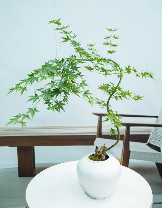 白盆流泉枫 商品图0