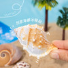 【夏日海洋·真贝壳冰箱贴】海螺贝壳五角海星冰箱贴磁性贴 商品缩略图2