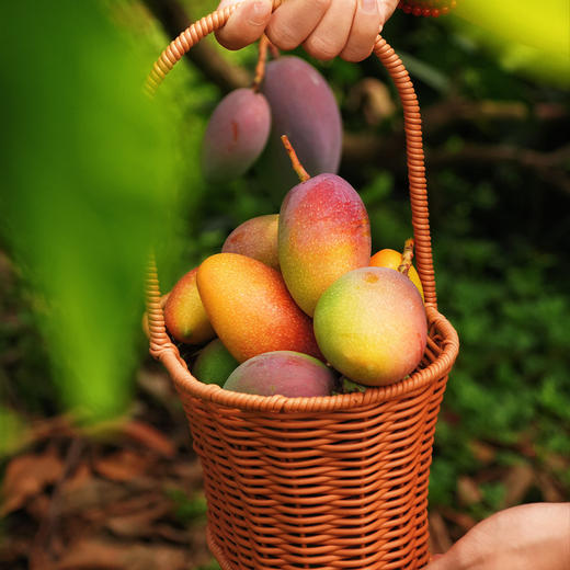 云南太阳蜜芒（芒果） 商品图3