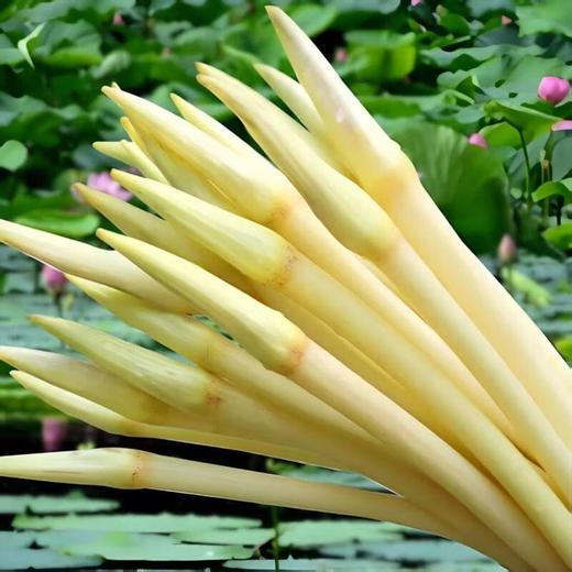 藕带 400g/份 商品图0