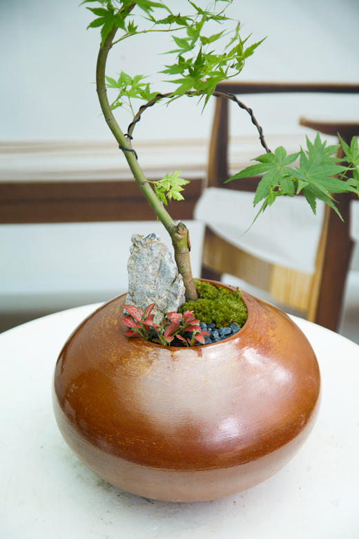 红盆流泉枫 商品图1