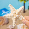 【夏日海洋·真贝壳冰箱贴】海螺贝壳五角海星冰箱贴磁性贴 商品缩略图3