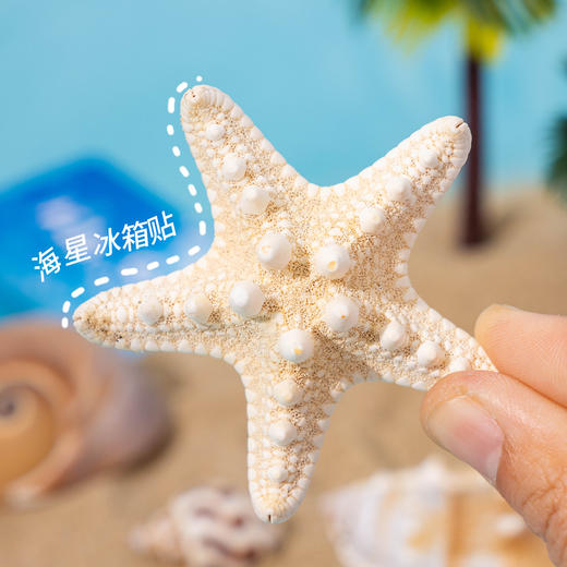 【夏日海洋·真贝壳冰箱贴】海螺贝壳五角海星冰箱贴磁性贴 商品图3