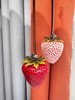 【sssp1】轻奢时尚可爱草莓挂饰！！ 商品缩略图0