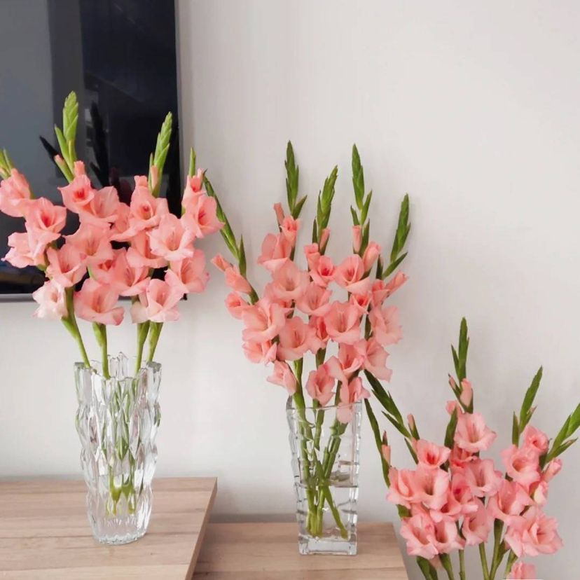 现货 粉色剑兰一扎5支 支长70厘米