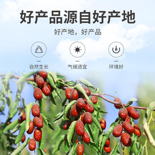 【方家铺子红枣片】200g*1瓶 低温烘干工艺 枣皮鲜红 肉质紧实 口感清香甘甜 商品图9