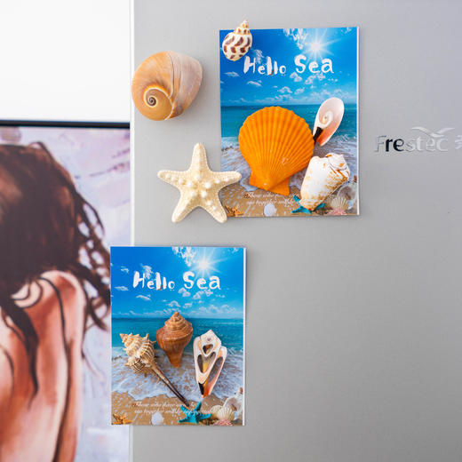 【夏日海洋·真贝壳冰箱贴】海螺贝壳五角海星冰箱贴磁性贴 商品图1