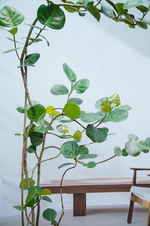 海葡萄 商品图2