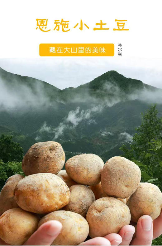 恩施小土豆中含有2%的蛋白质，18种氨基酸，其中有9种人体必须而又不能自身合成的氨基酸。含维生素B的含量是苹果的4倍，维生素C的含量是苹果的10倍。五斤一份 商品图1