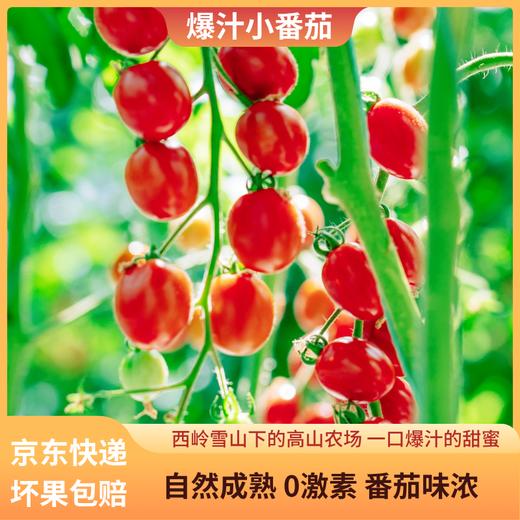 【专享】斜源爆汁小番茄1kg礼篮装自然生长无催熟无激素甜蜜可口 商品图5
