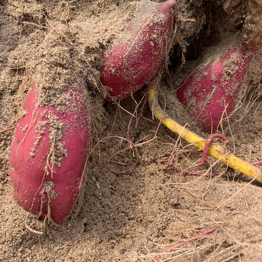 【海南•桥头地瓜】红皮黄肉无纤维 香甜不干 粉糯美味 浓郁板栗香 小时候的味道 自然农法种植 商品图9